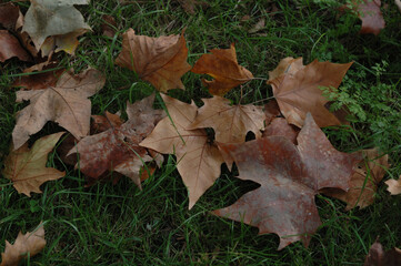 fallen autumn leaves