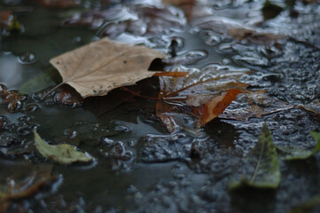 leaf on the water