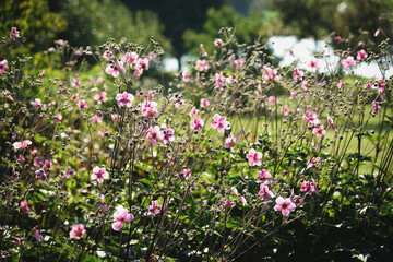 flowers in the garden