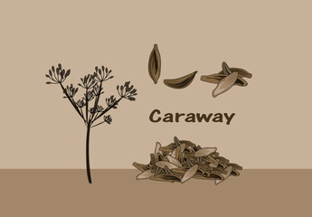 Caraway Indian and Pakistani Spice vector illustration