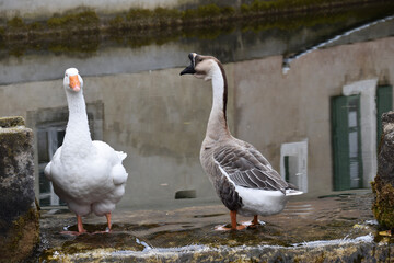 Chinesische Gans und weiße Ganz gemeinsam als Paar in einem Dorf mit einem dörflichen Hintergrund