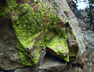 Green Lichen, Pleopsidium flavum