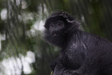 portrait of cute black Javan langur against green background