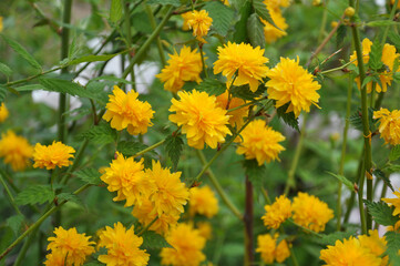 Kerria japonica bush blooms in the garden