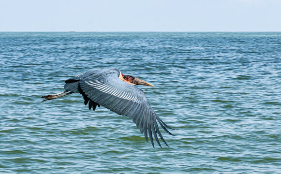 Nashornvogel2
