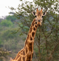 Giraffe 2