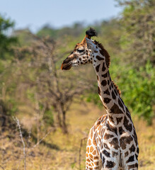 Giraffe1