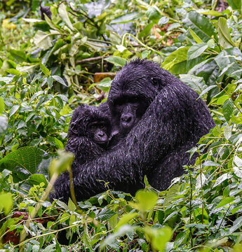 Gorilla1