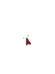 Zygaena Fausta Linnaeus. Red and black butterfly. Gitanilla de collar rojo. White Background.