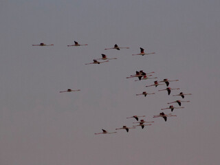 birds in flight