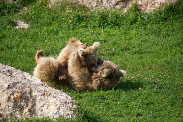 brown bear cub