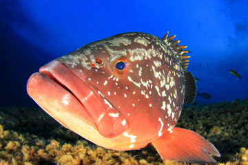 a grouper resting peacefully on the reef with the blue sea in the background