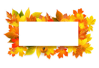 Isolated autumn leaves on white background. Fall concept.