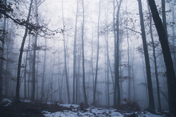 Fototapeta na wymiar Mist in the woods at winter