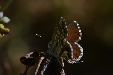 Mariposa taladro del geranio (cacyreus marshalli)