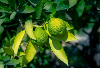 Fresh bergamot, garden bergamot with leaves, bergamot is one of the indispensable ingredients in cooking.