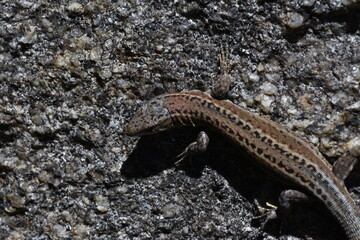 Lagartija en muro de piedra