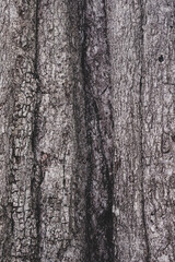 Texture of the bark in the forest. Closeup stock photography.	 vertical.