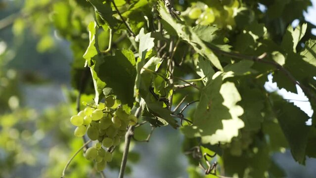 Clusters of Green Grapes on the Branches of a Grape Tree 4K