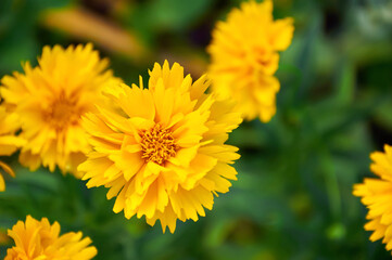 Yellow coreopsis in the summer garden close-up