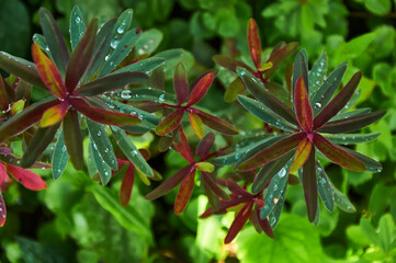 Raindrops on beautiful Euphorbia leaves. Sunny summer day after rain.