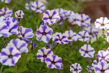 Fototapeta premium Gestreifte Petunien