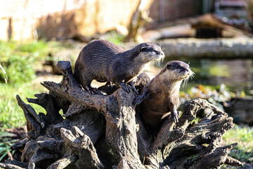 cute animals in the sunlight