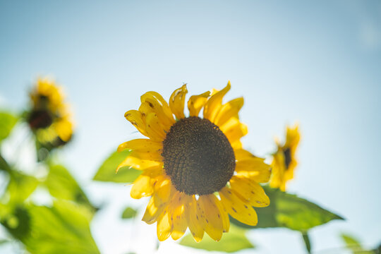 Sunflower In Late Summer Nature Background