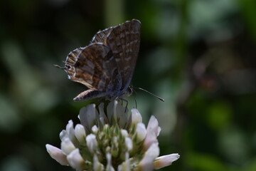Mariposa taladro del geranio (cacyreus marshalli)