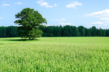 An oak tree in the middle of a wheat field against a background of forest and blue sky