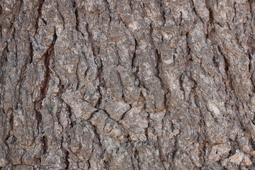 tree trunk texture photo