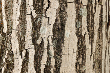 tree trunk texture photo