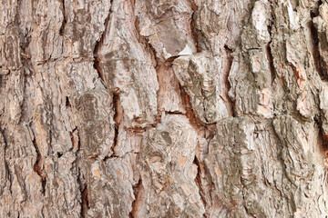 tree trunk texture photo