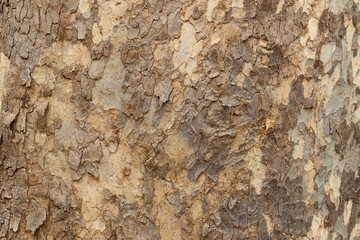 tree trunk texture photo