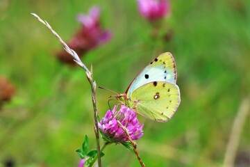 Gros Plan sur un Papillon Soufré butinant .
