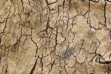 tree trunk texture photo