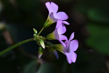 Fototapeta premium Flores violetas de trébol