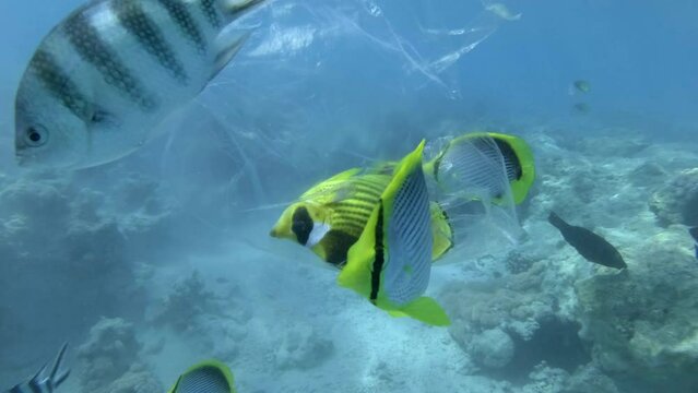 Butterflyfish died hitting trapped in plastic bag drifts under surface of water, other fishes swims nearby and looking at it. Diagonal Butterflyfish (Chaetodon fasciatus). Plastic pollution of Ocean
