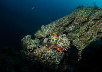 a grouper resting peacefully on the reef with the blue sea in the background