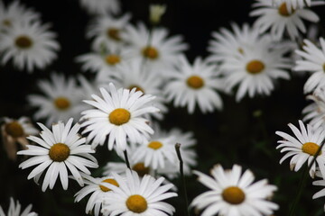 natural background - camomile flowers against dark background