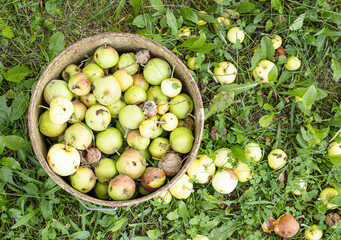 Spoiled rotten apples in a bucket and on the grass. Bad harvest