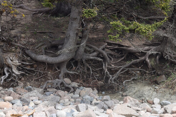 Abstraction in tree roots