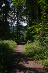 path in the woods