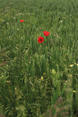 Three blooming poppies in a wheat field in summer.
