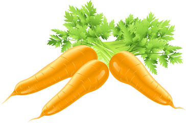 Fresh tasty orange carrots illustration