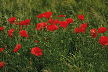 Blooming red poppies in a wheat field in summer.