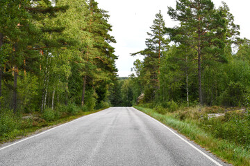Country road through forest