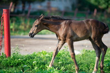 little black foal walking freely at farm. summer sunny day