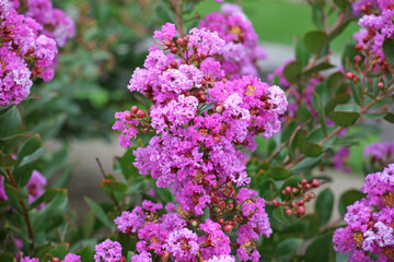 Lagerstroemia indica, or Crepe Myrtle in flower.