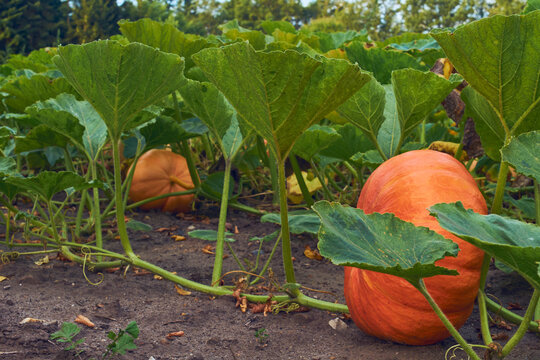 Pumpkins growing on field. High quality photo